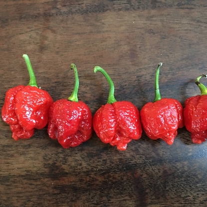 Picture of Capsicum Chilli Pepper Trinidad Scorpion